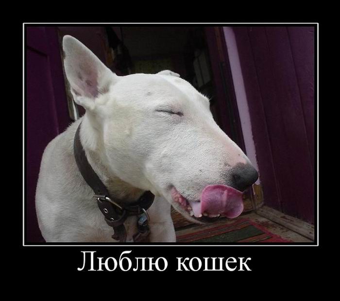 Люблю кошек