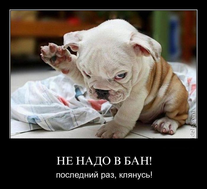 Не надо в бан! Последний раз, клянусь