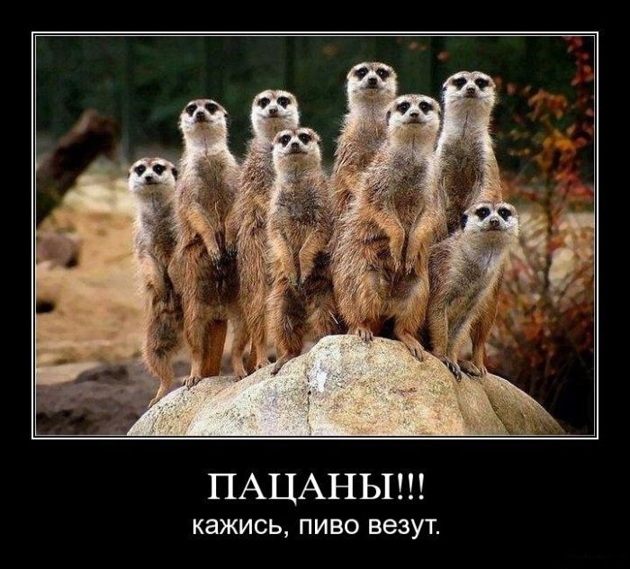 Пацаны!! Кажись, пиво везут