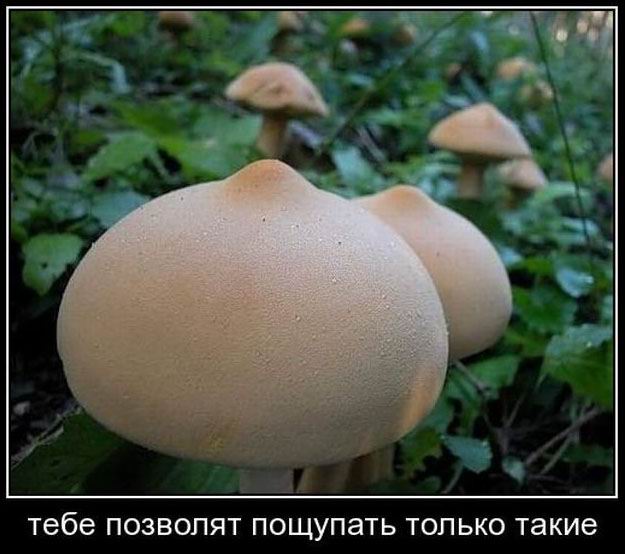 Тебе позволят пощупать только такие