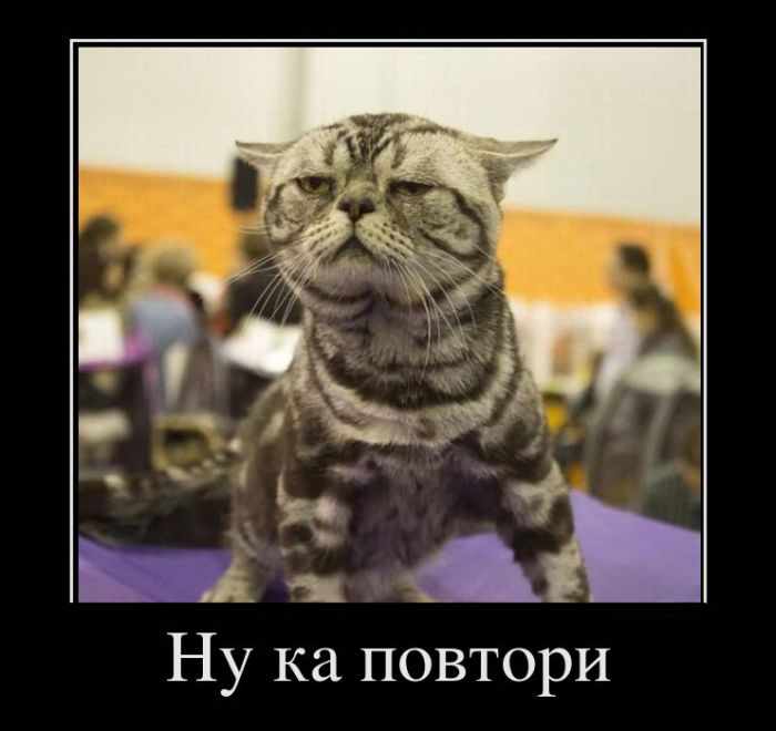 Ну ка повтори
