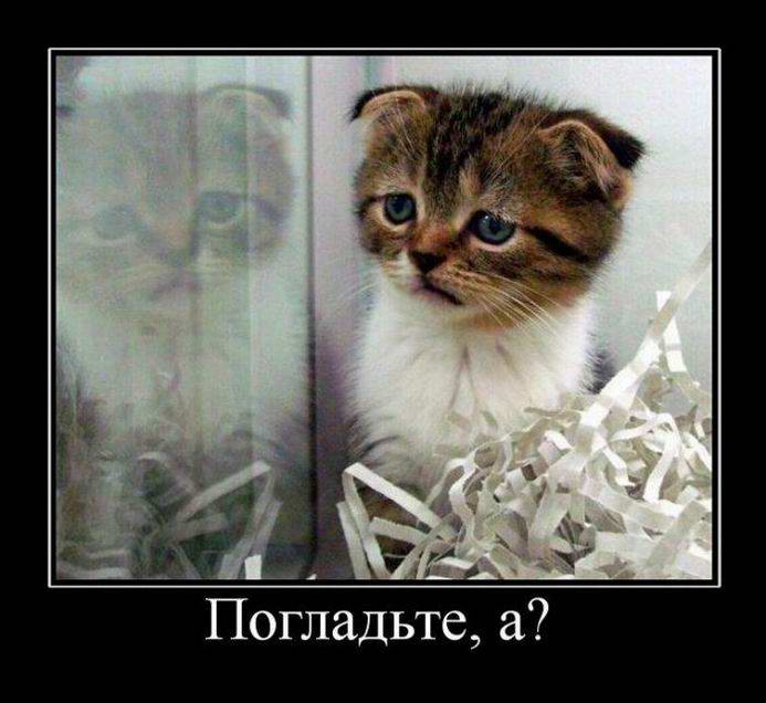 Погладьте, а?