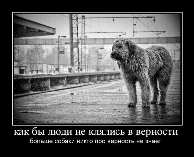 Чем больше узнаю людей тем больше люблю собак картинки
