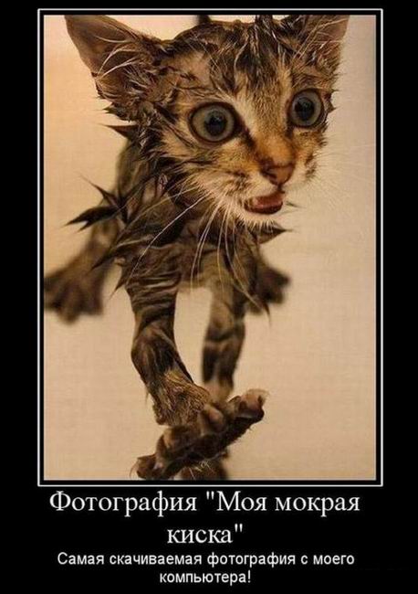 Фотография «Моя мокрая киска»