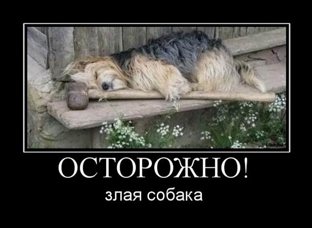 Осторожно! Злая собака