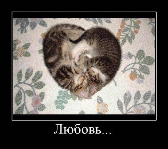 Любовь по кошачьи