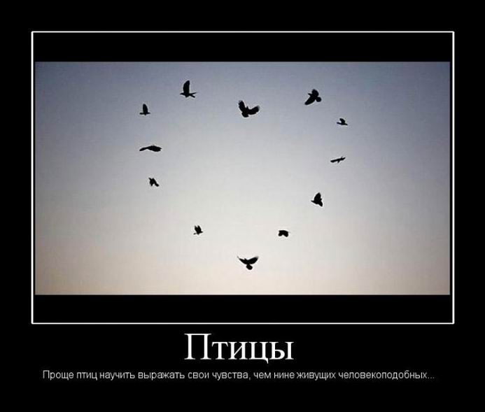 Птицы