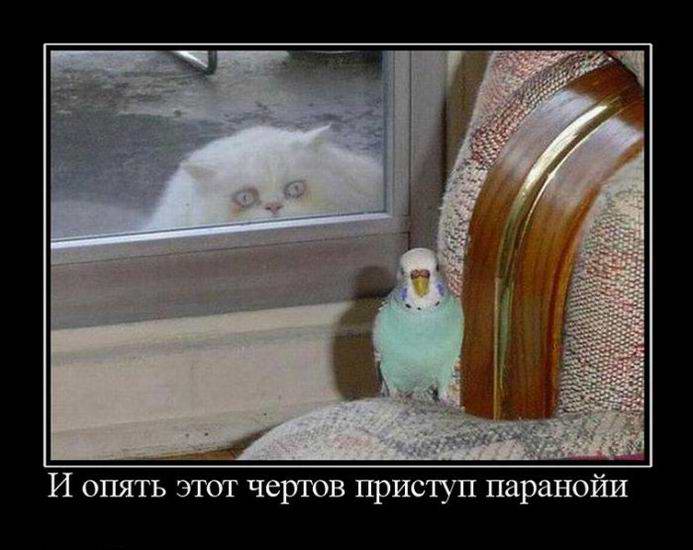 И опять этот чертов приступ паранойи