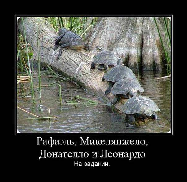 Черепашки-Ниндзя на задании