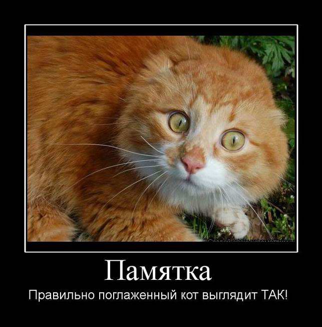 Как правильно гладить кота?