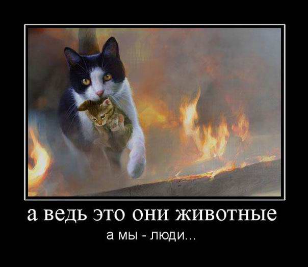 А ведь это они животные, а мы - люди...