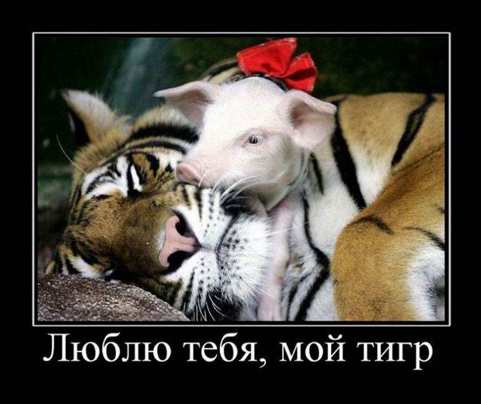 Люблю тебя мой тигр