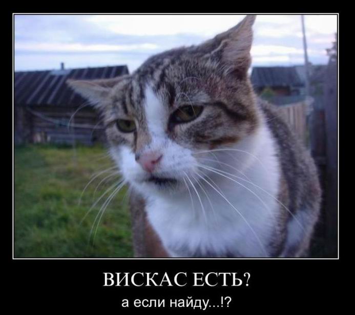 Вискас есть? А если найду...!?