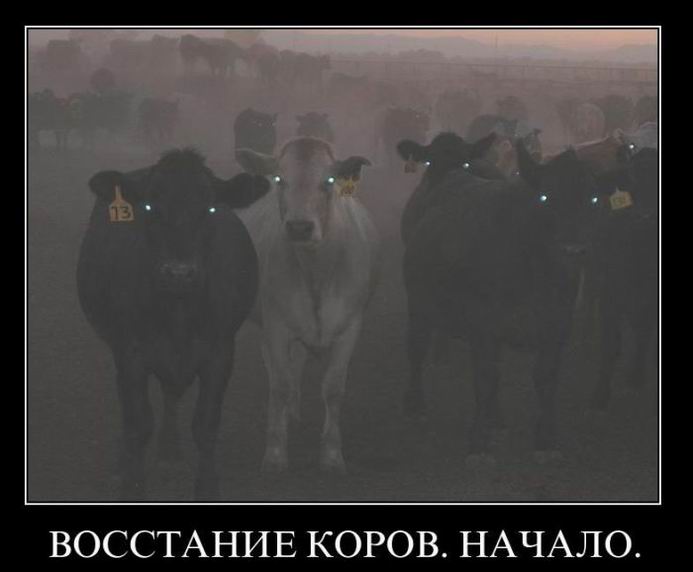 Восстание коров. Начало