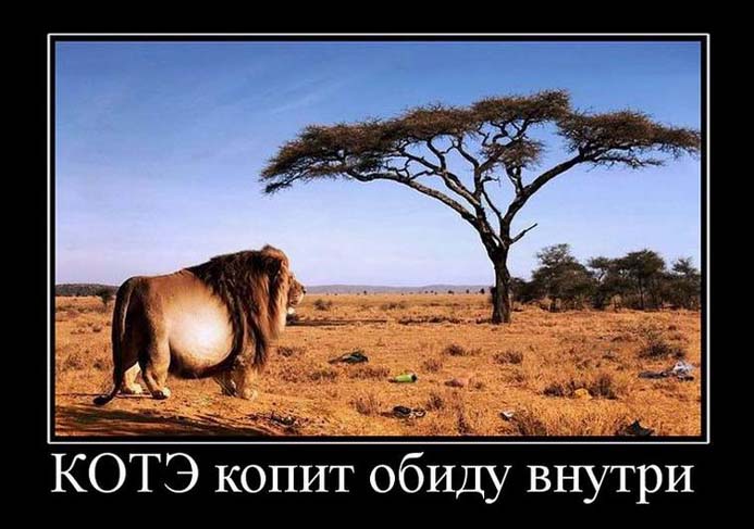 Котэ копит обиду внутри