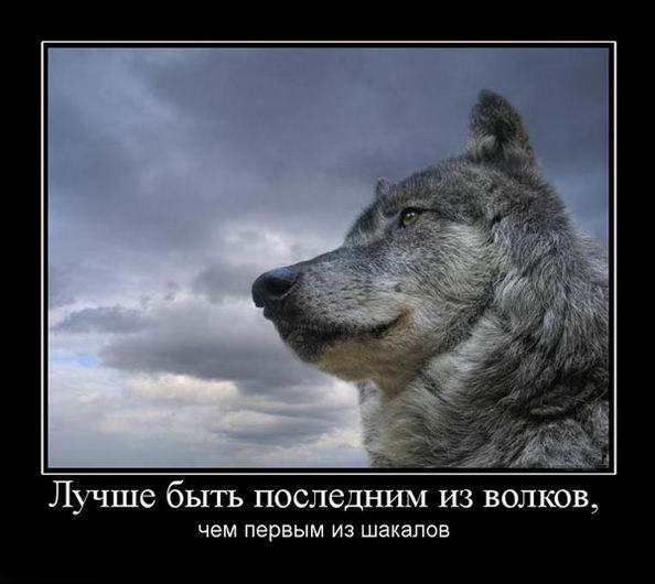 Лучше быть последним из волков