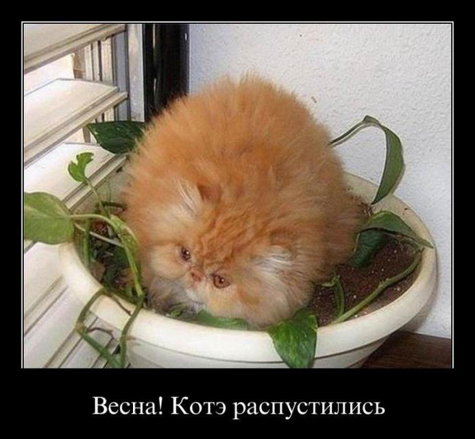 Весна! Котэ распустились