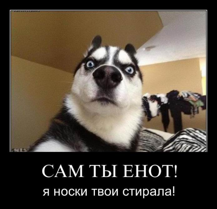 Сам ты енот!