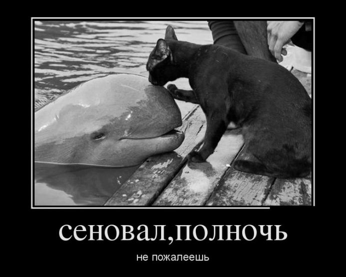 Сеновал, полночь, не пожалеешь