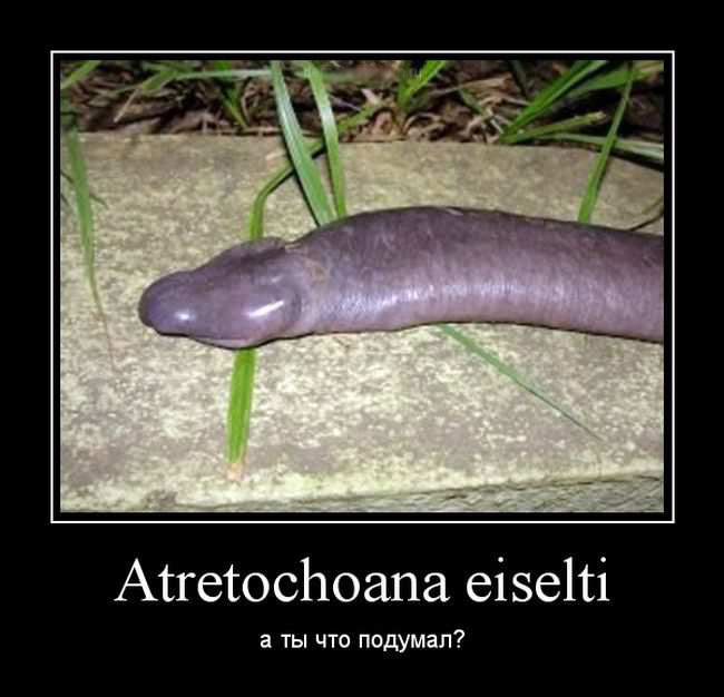 Atretochoana eiselti. А ты что подумал?