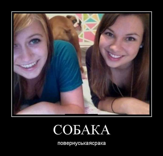 Собака повернуськаясрака