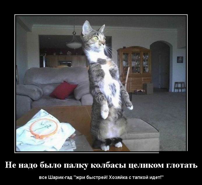 Палка колбасы