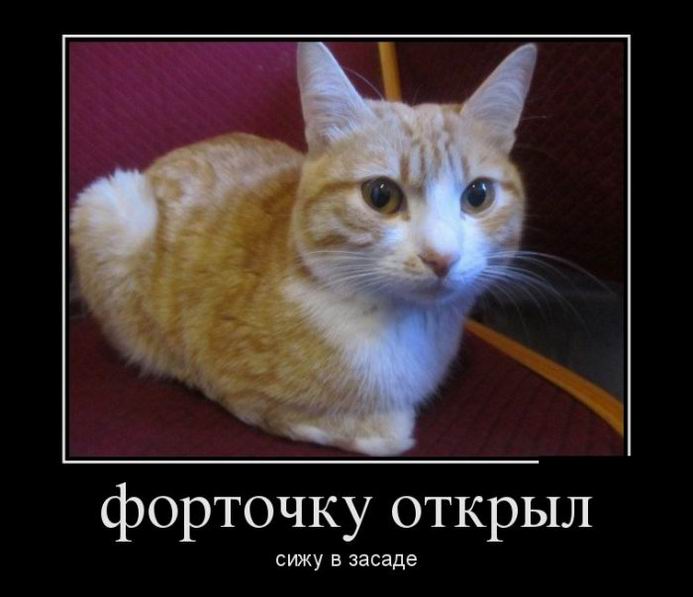 Форточку открыл. Сижу в засаде