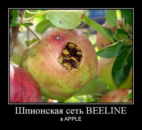 Шпионская сеть Beeline в Apple