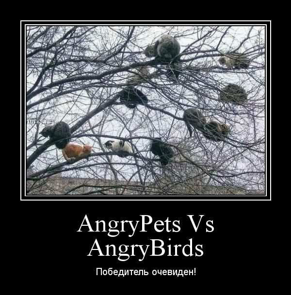 AngryPets Vs AngryBirds. ���������� ��������!