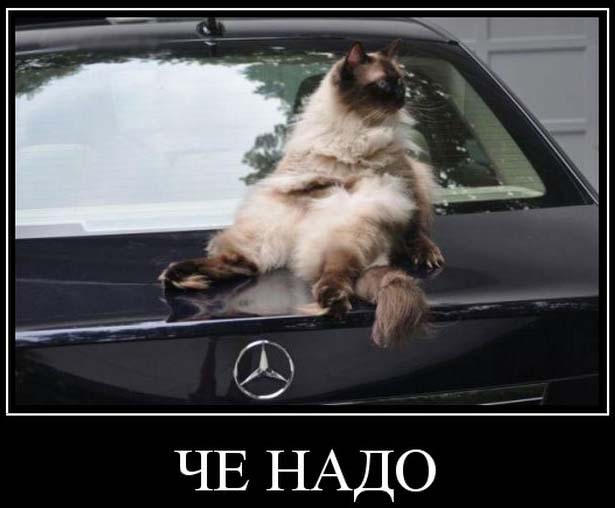 Че надо?