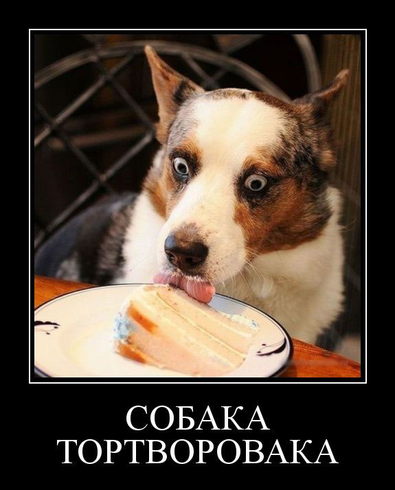 Собака тортворовака