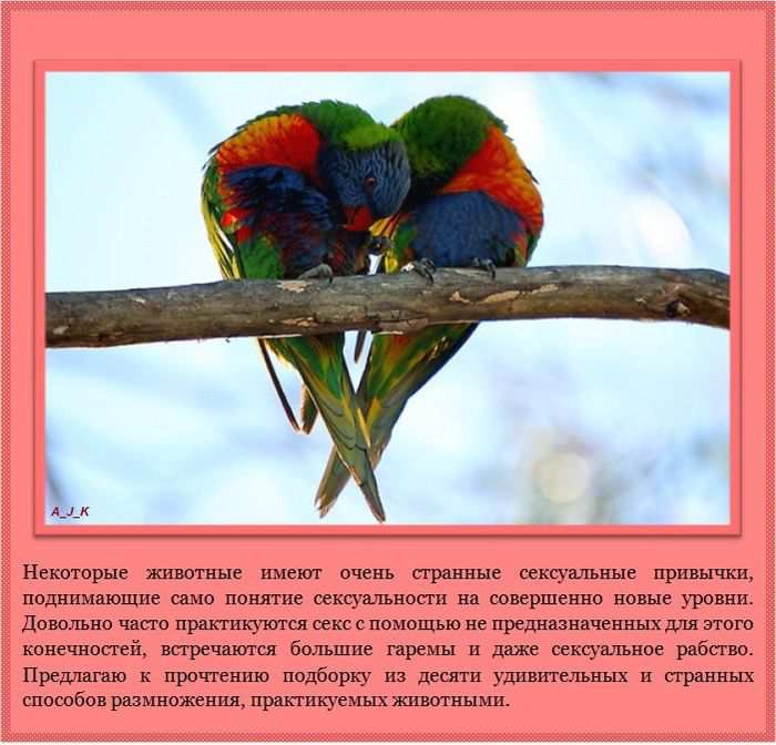 Некоторые животные