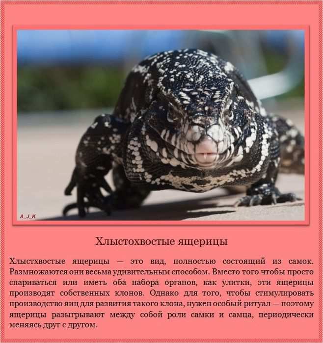 Хлыстохвостые ящерицы