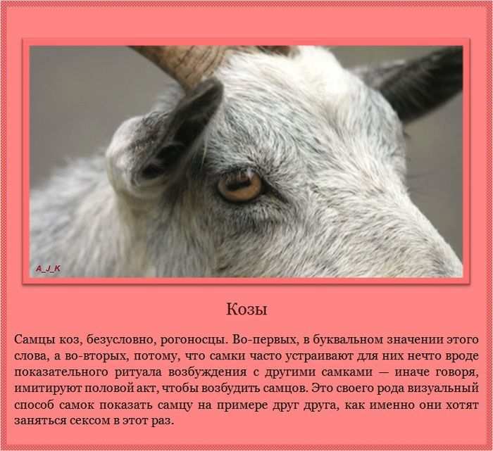 Козы