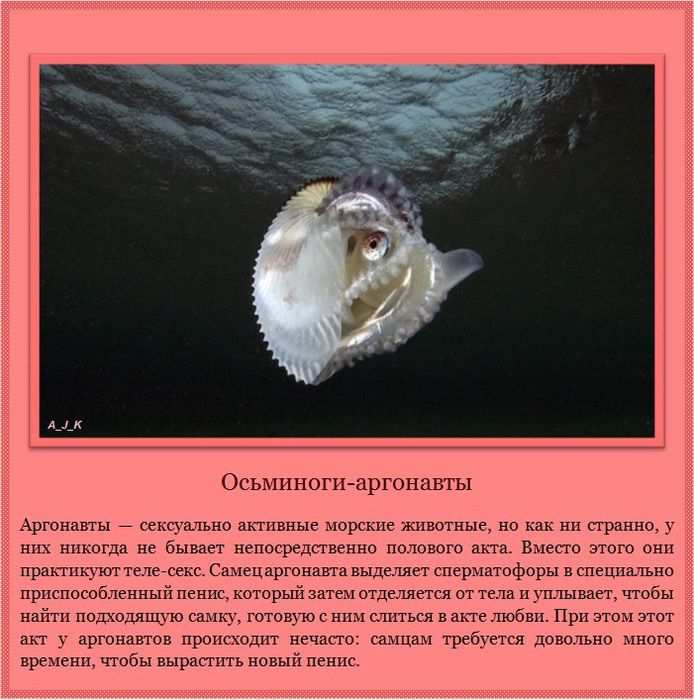 Осьминоги-аргонавты