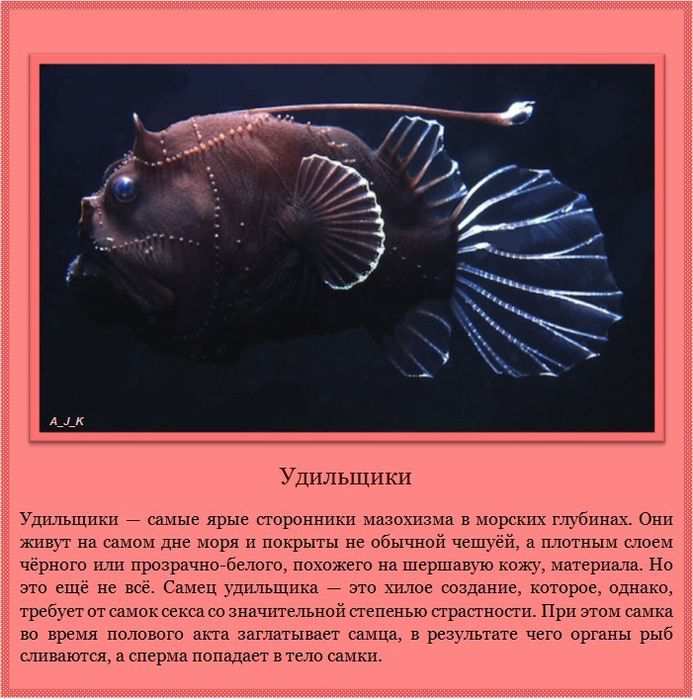 Удильщики