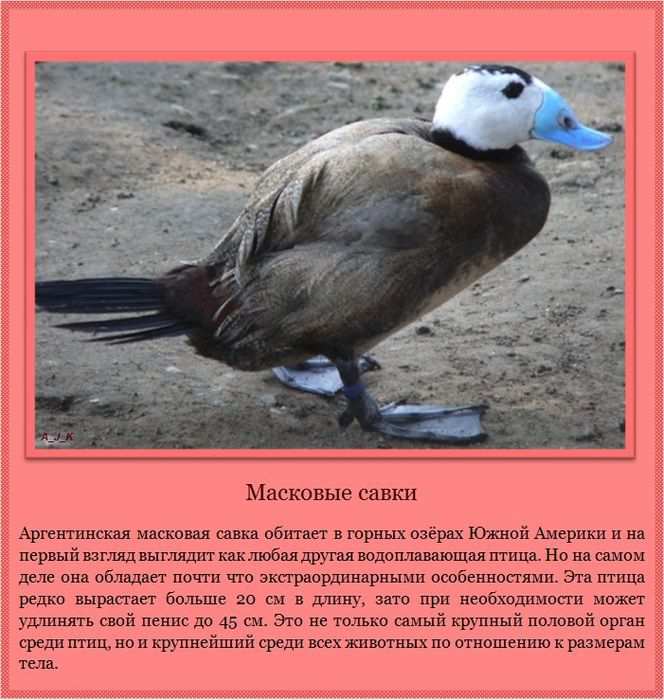 Масковые савки