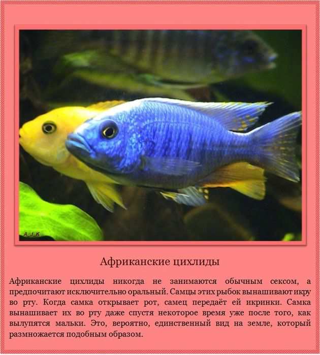 Африканские цихлиды