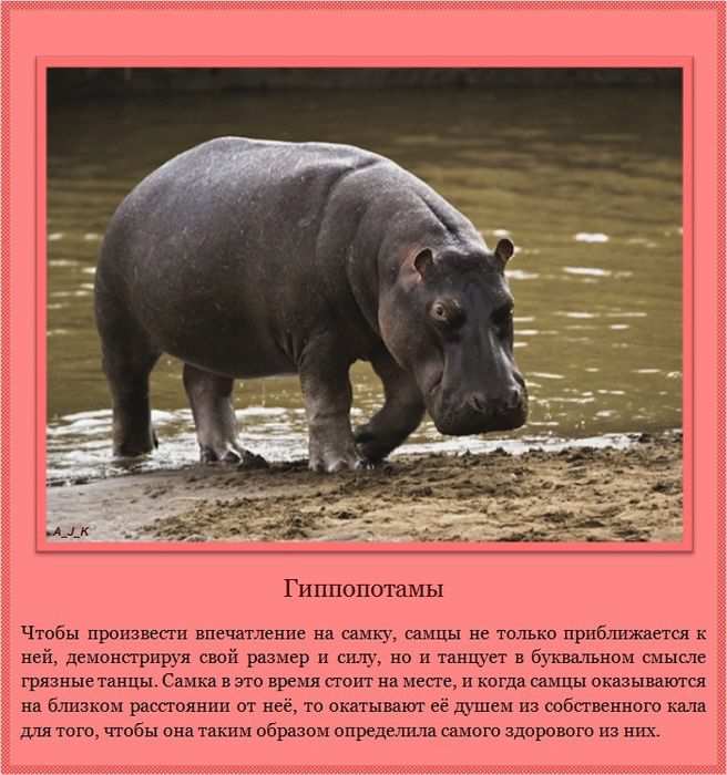 Гиппопотамы