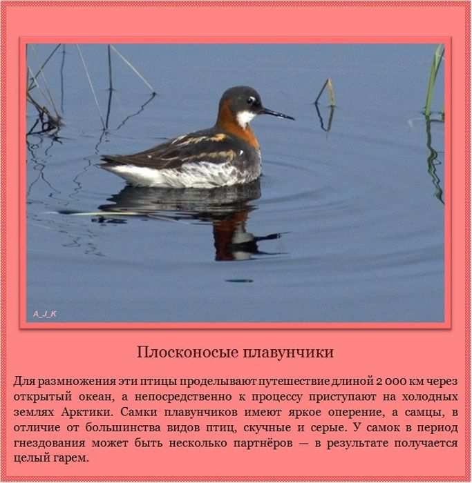 Плосконосые плавунчики