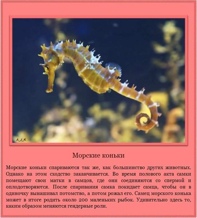 Морские коньки