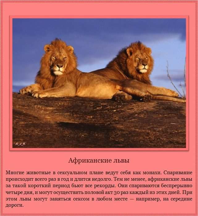 Африканские львы