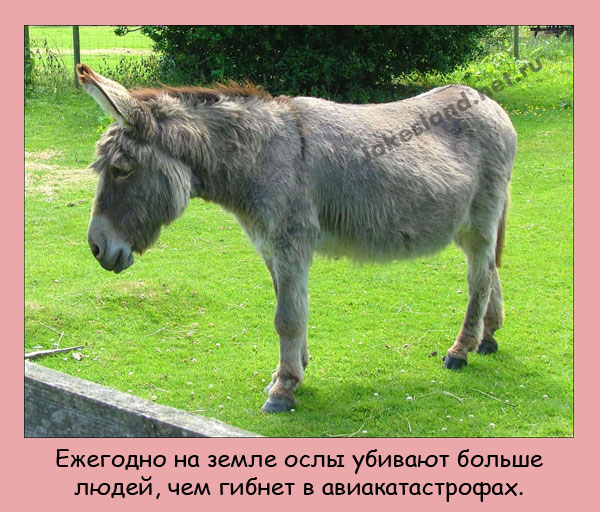 Ослы убивают больше людей