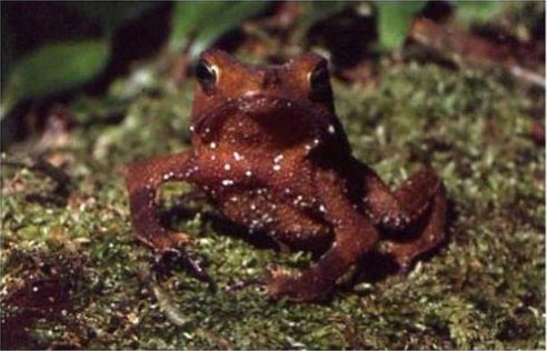 Лягушки Rhinella proboscidea спариваются с мертвыми партнерами
