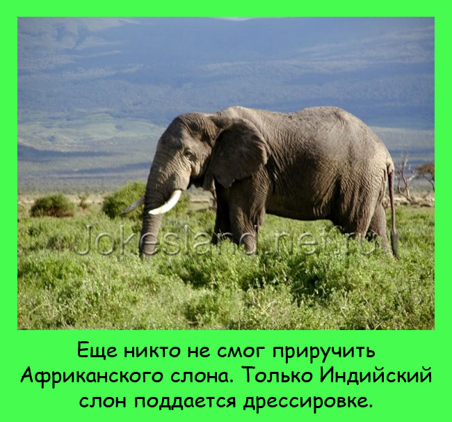 Никто не смог приручить Африканского слона