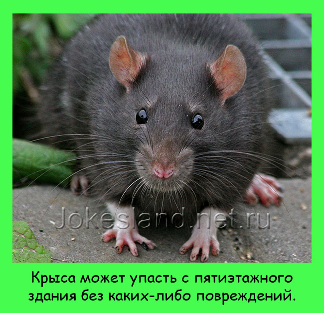 Крыса может упасть с пятиэтажного здания