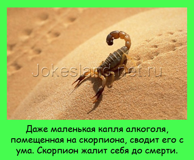 Скорпион и капля алкоголя