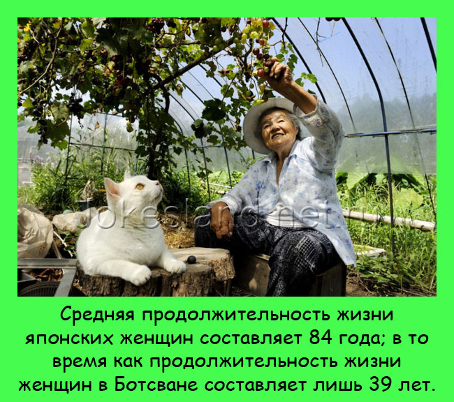 Среднаяя продолжительность жизни японских женщин
