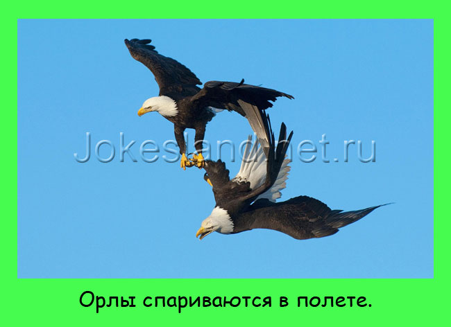 Орлы спариваются в полете