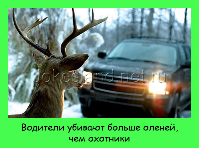 Водители и олени